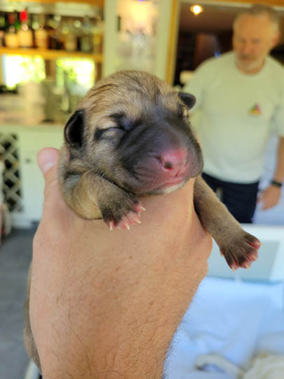 chinook dog